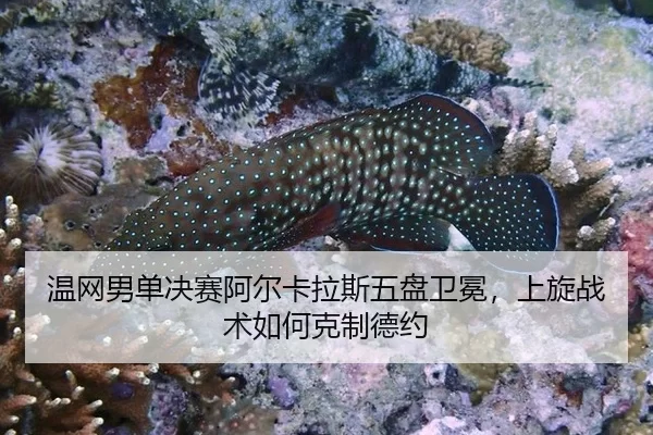 wen-wang-nan-dan-jue-sai-a-er-ka-la-si-wu-pan-wei-mian-shang-xuan-zhan-shu-ru-he-ke-zhi-de-yue-2-652.jpg